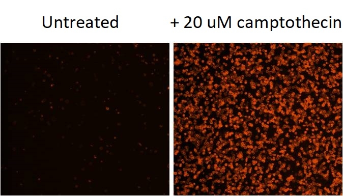 活性氧 Cell Meter 荧光法胞内总ROS检测试剂盒 橙色荧光