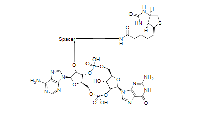 2’,3’-cGAMP-Biotin 偶联物
