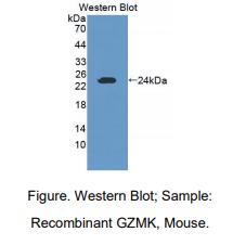 小鼠颗粒酶K(GZMK)多克隆抗体