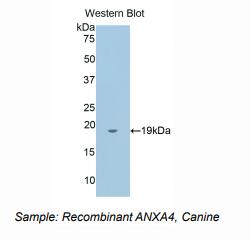 犬膜联蛋白A4(ANXA4)多克隆抗体