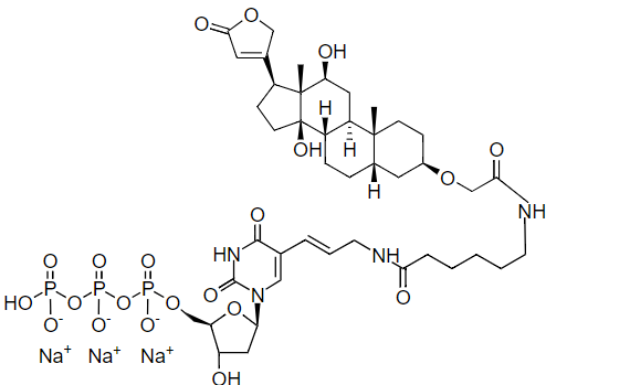 葡糖基转称酶与梭菌酶荧光底物UDP-Gic-FITC