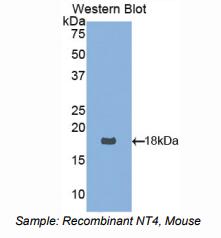小鼠神经营养因子4(NT4)多克隆抗体