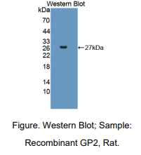 大鼠酶原颗粒膜糖蛋白(GP2)多克隆抗体