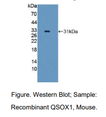 小鼠静止素Q6硫基氧化酶1(QSOX1)多克隆抗体