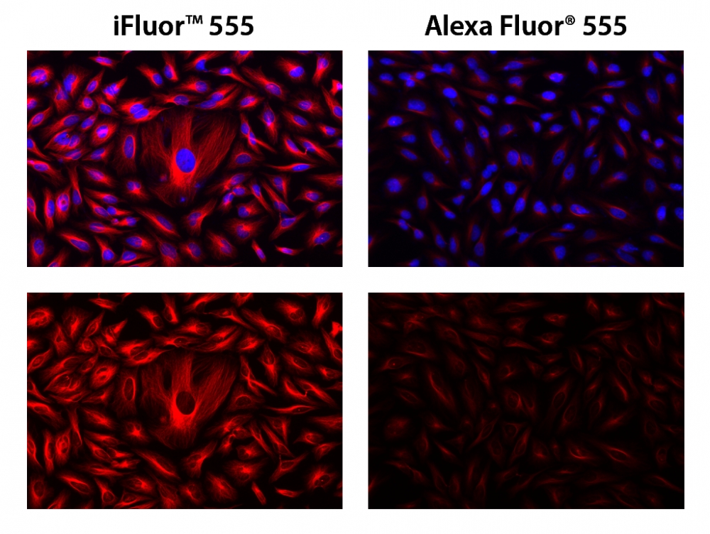 iFluor 555羊抗鼠免疫球蛋白(H+L)