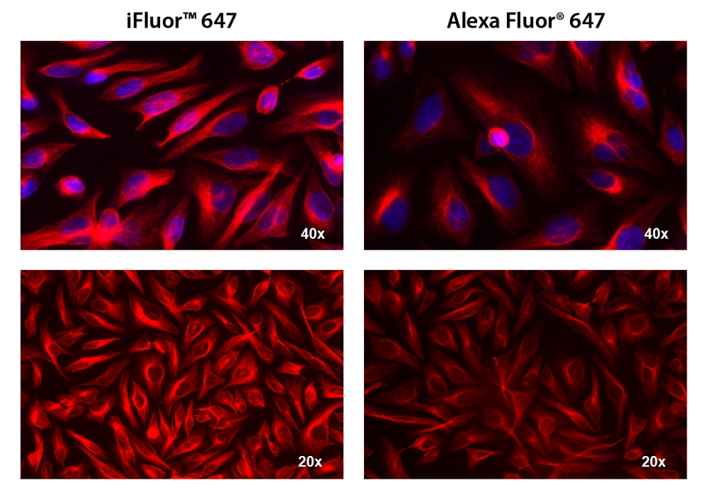 iFluor 647羊抗鼠免疫球蛋白(H+L)*交叉亲和 降低干扰*