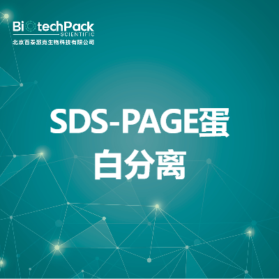 SDS-PAGE蛋白分离_百泰派克生物