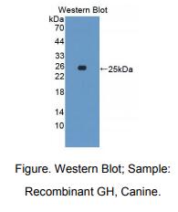 犬生长激素(GH)多克隆抗体