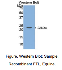 马轻肽铁蛋白(FTL)多克隆抗体