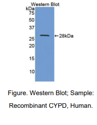 人亲环素D(CYP-40)多克隆抗体
