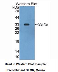小鼠肾小球蛋白(GLMN)多克隆抗体